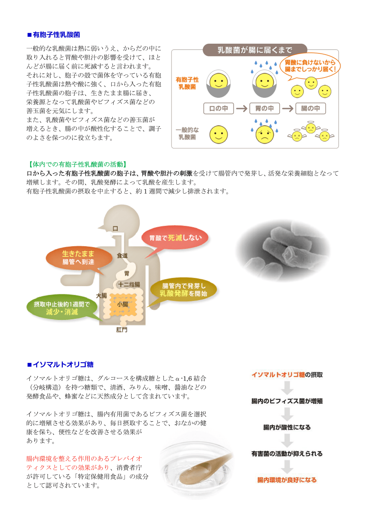 乳酸菌(プロバイオティクス、プレバイオティクス、バイオジェニックス、ビタミンB群8種類)