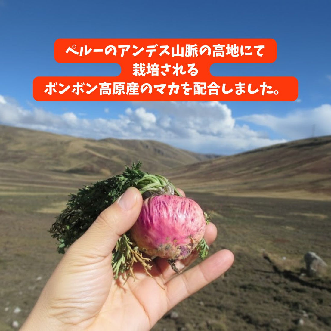 【CBNグミ+マカ】60粒（1粒120mg マカ20mg )ライチ味 弾力少し硬め COA取得済み 国内製造 (農薬、除草剤、または化学肥料を未使用)