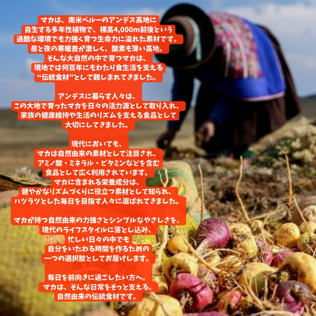 【CBNグミ+マカ】60粒（1粒120mg マカ20mg )ライチ味 弾力少し硬め COA取得済み 国内製造 (農薬、除草剤、または化学肥料を未使用)