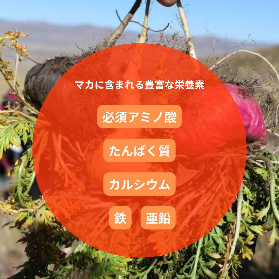 【CBNグミ+マカ】60粒（1粒120mg マカ20mg )ライチ味 弾力少し硬め COA取得済み 国内製造 (農薬、除草剤、または化学肥料を未使用)