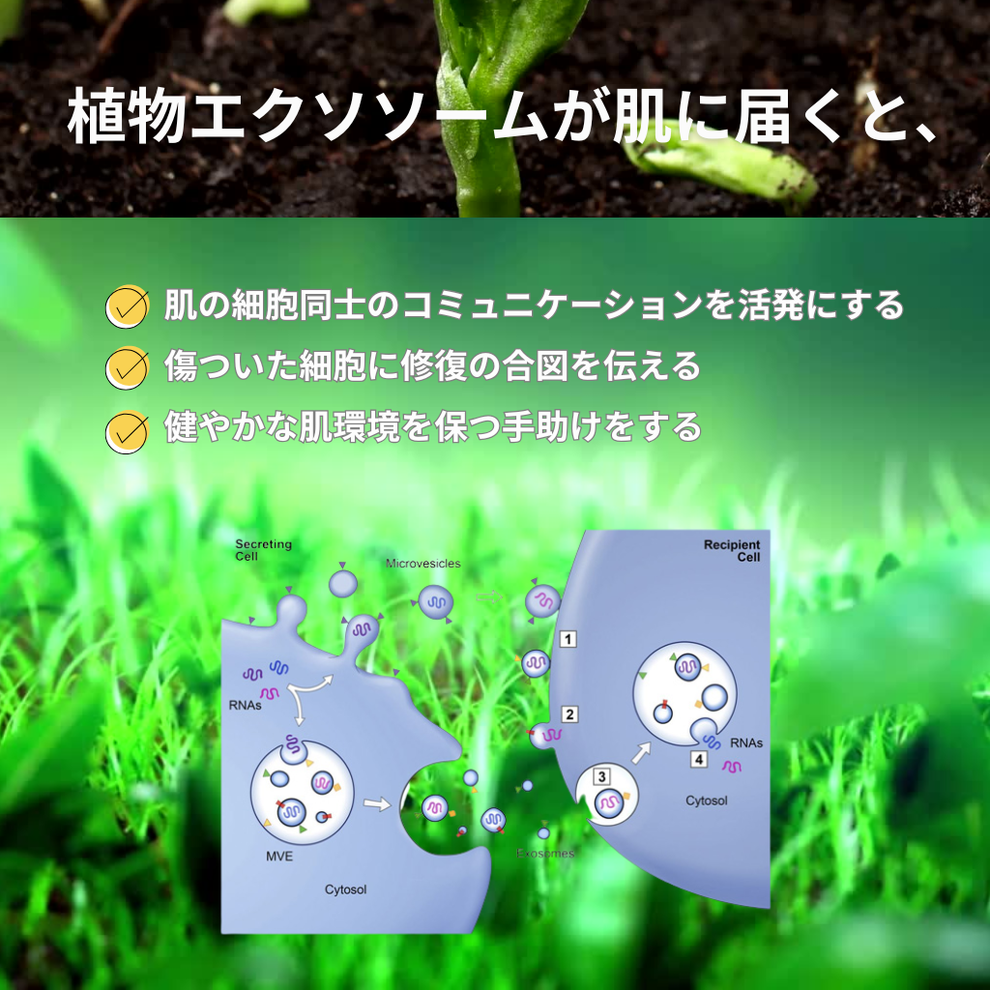 [LUMIDOR] SX REJUV TONER(200ml)化粧水